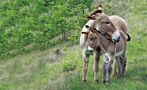 Mother donkey and her foal 