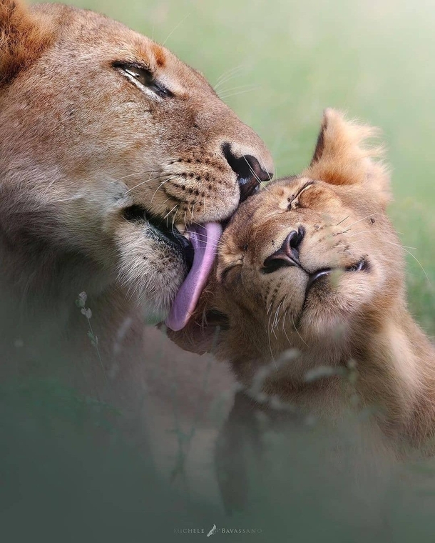 Motherly love An amazing picture of a lioness bathing her cub taken in Kruger national park South Africa