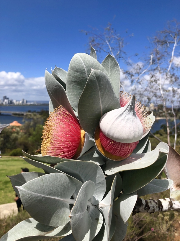 Mottlecah flowers blooming in Perth WA