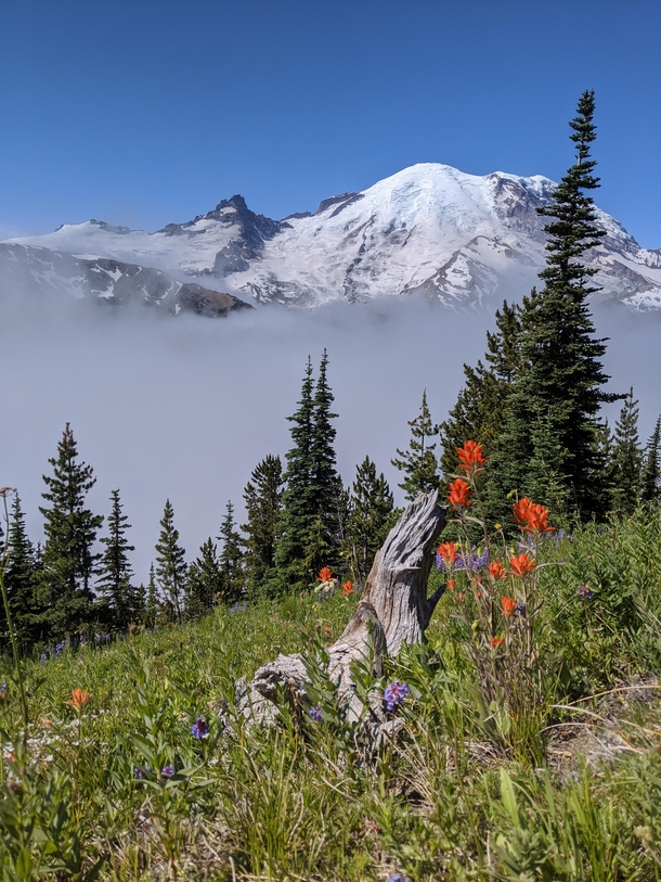Mount Rainier from Silver Forest Trail 