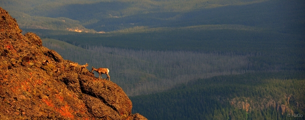 Mountain goat atop Mt Washburn Yellowstone Natl Park WY 
