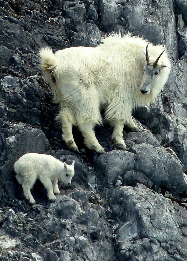 Mountain goats in Glacial Bay National Park Alaska Photo credit Richard Nelson  National Park Service 