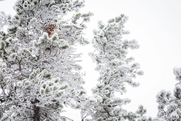 Mountain lion hiding in a snow covered tree