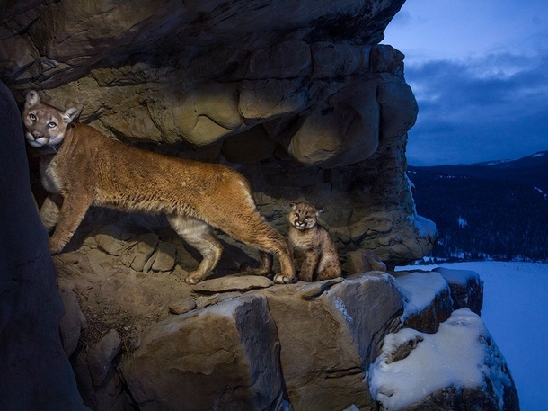 Mountain Lions in Grand Teton National Park 