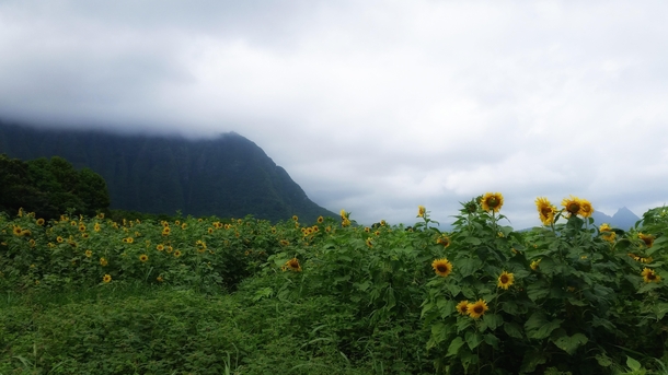 Mountains Meeting Sunflower FieldsOahu Hawaii