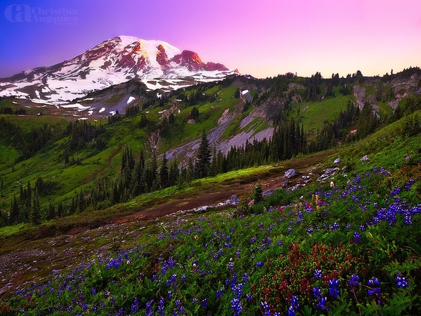 Mt Rainier Pacific Northwest Washington 