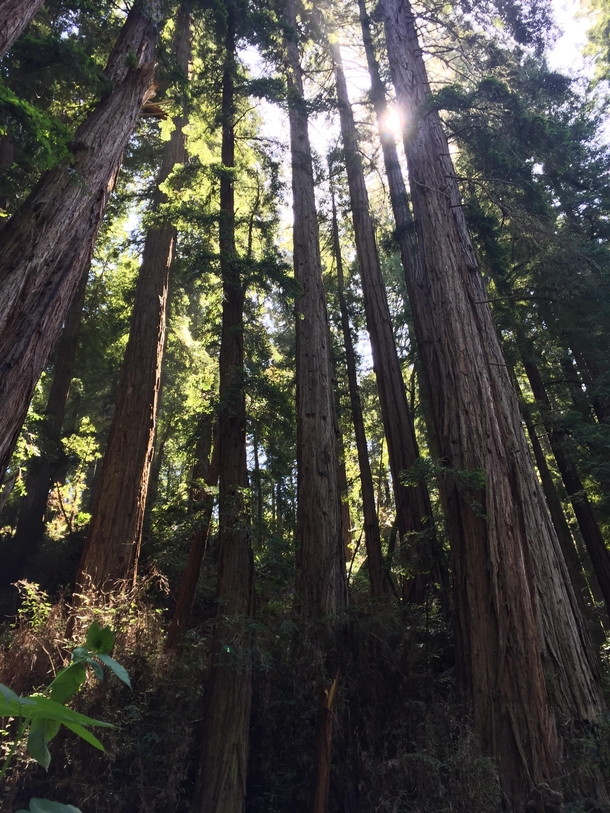 Muir Forest Redwoods  