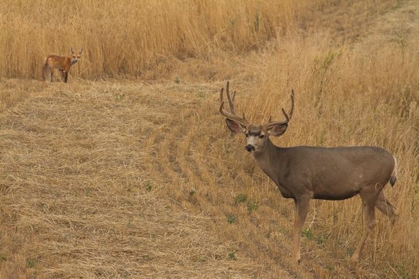 Mule Deer Buck and Red Fox 