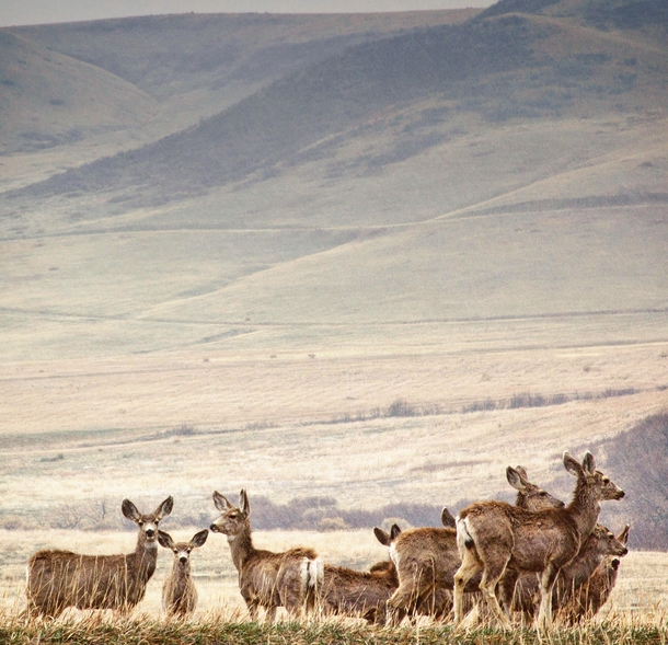 Mule Deer Roxborough State Park Colorado 