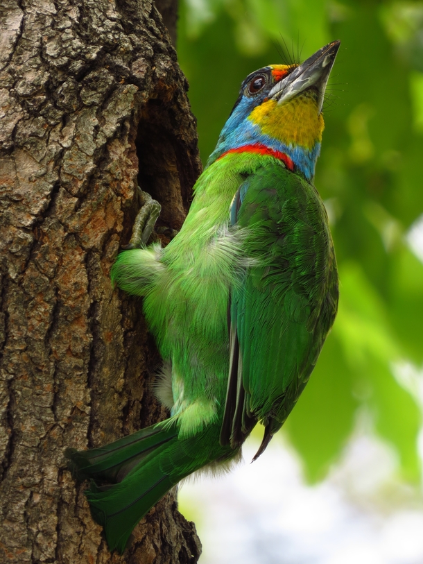 Mullers Barbet by Tomson Tsao 