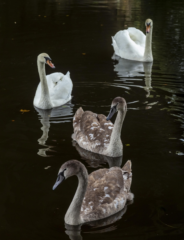 Mum Dad and the twins - swan family on the Stafford and Worcester Canal near Newbridge Wolverhampton