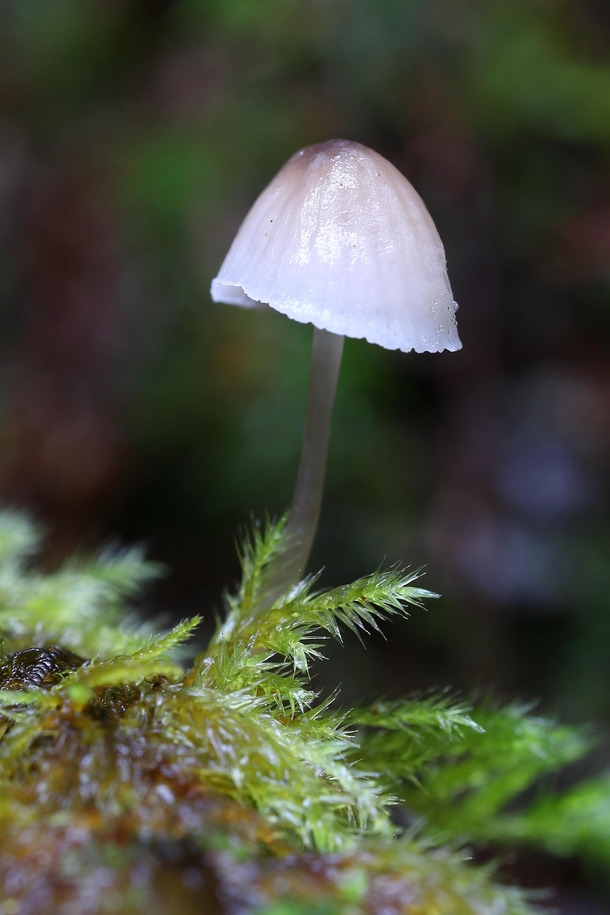 Mushroom and moss Mycena Galopus - Olympic National Park WA 