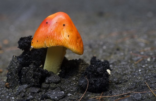 Mushroom emerging from the asphalt 