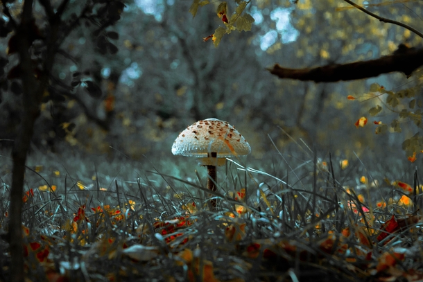 Mushroom in the forest - Budanje Slovenia 