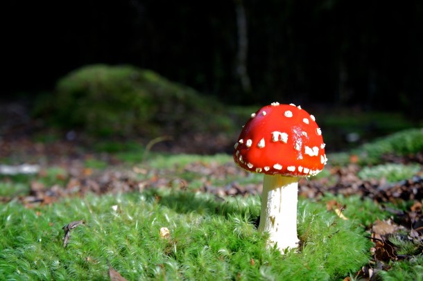 Mushroom in the woods 