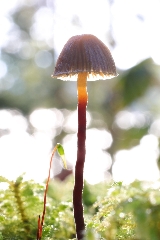 Mushroom Olympic National Park Mycena galopus Photorator