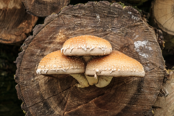 Mushrooms on a log 