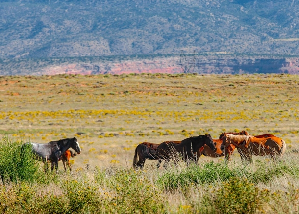 Mustangs in spring grass NW of Del Muerto Navajo Nation Arizona 