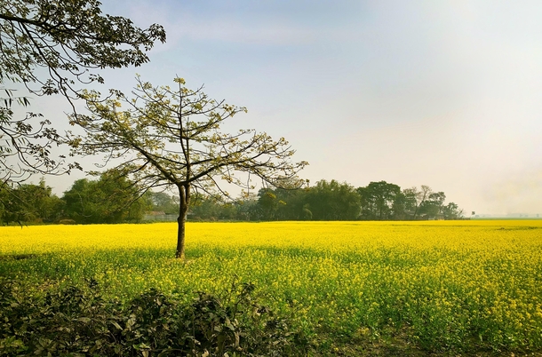 Mustard field near my home Bihar India 