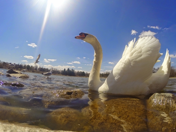Mute swan on Lake Ontario 