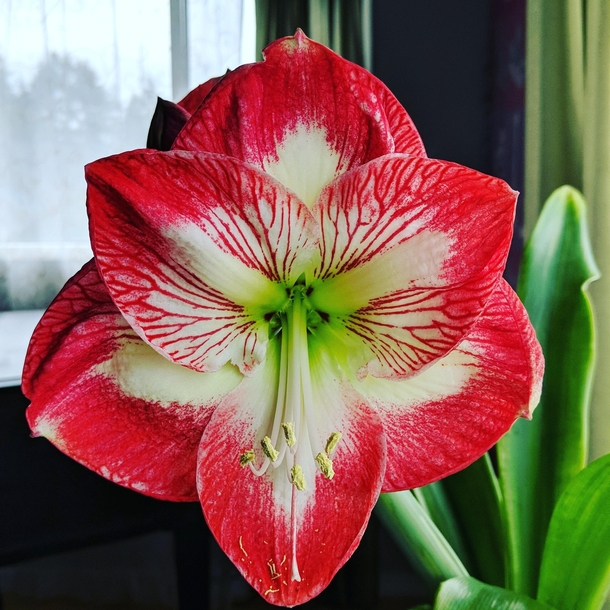 My Amaryllis in bloom
