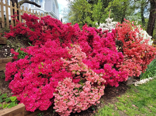 My azaleas after  years of love and coffee grinds