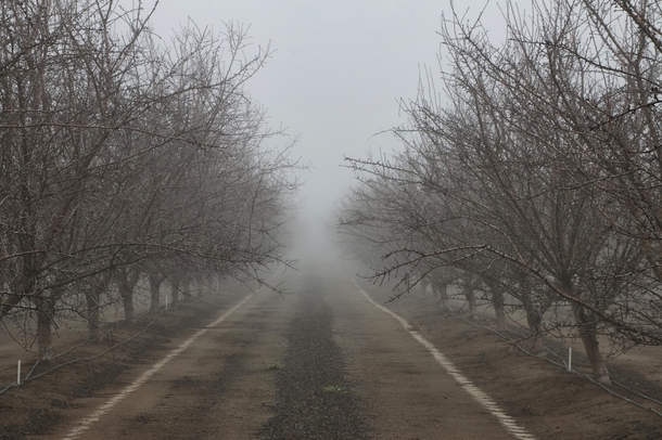 My dad loves two things farming almonds and photography His blog which he updates weekly is full of both Heres some dormant almond trees in the fog for you all 