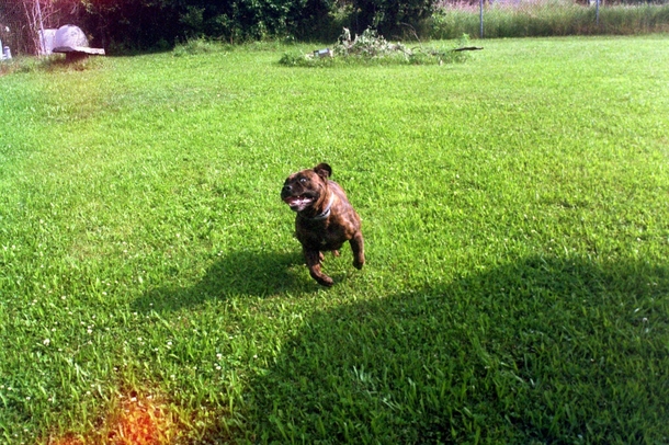 My dog Dixie in full sprint Picture taken on expired  mm film 