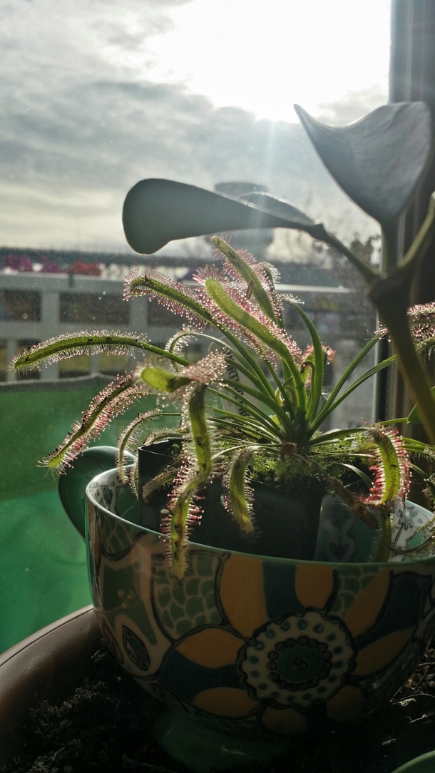 My Drosera chrysolepis and Schefflera arbicola have a symbiotic relationship  OC