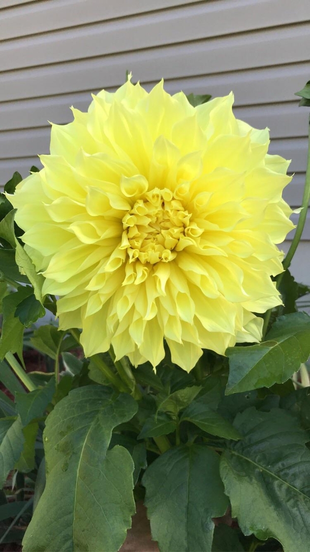 My favourite Dahlia from our garden