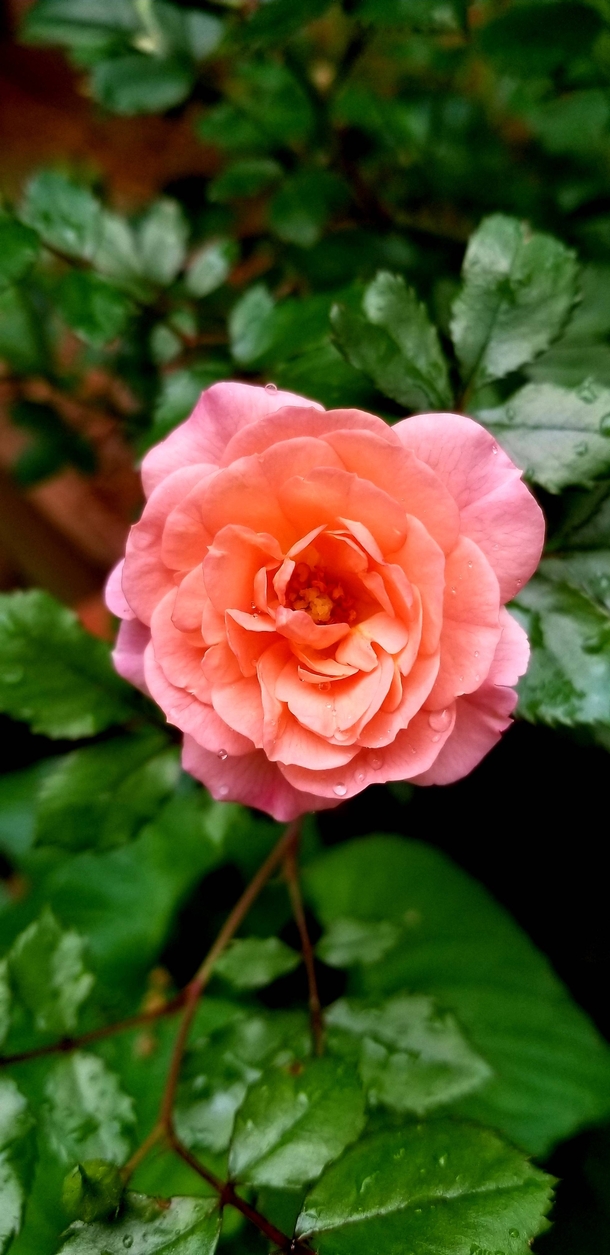 My first Apricot Drift rose of the season