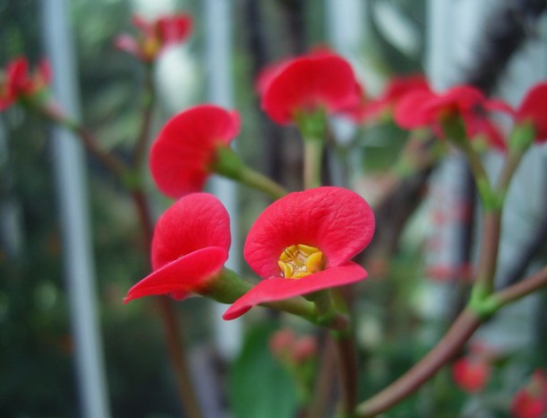 My first encounter with a flowering Crown of Thorns plant Euphorbia milii 