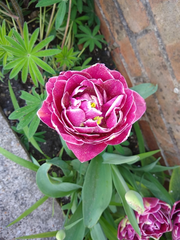My First Tulip Hurray