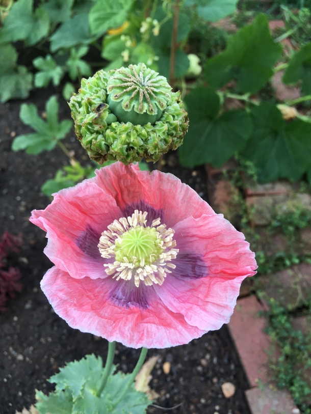 My Hens and Chicks poppy at different stages of bloom So cool and alien looking
