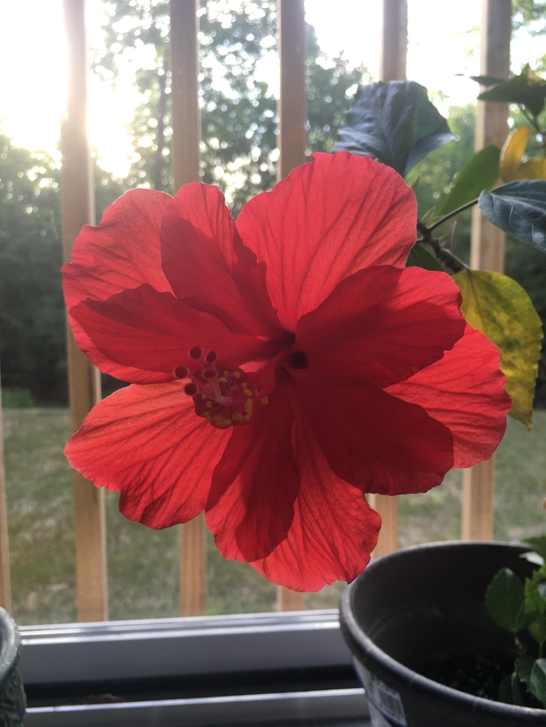 My hibiscus is blooming hard