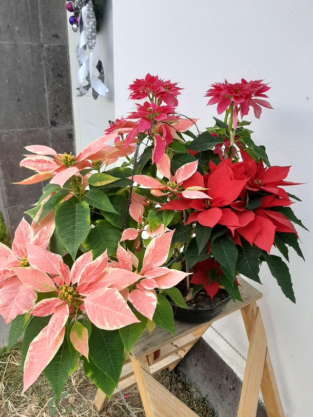 My mixed poinsettia Well known in Mexico as noche Buena 