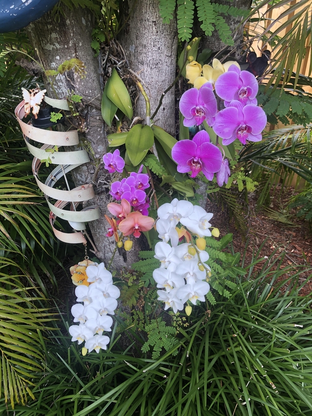 My Orchid garden 