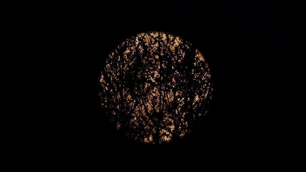 My pic of tonights super moon but a tree got in the way