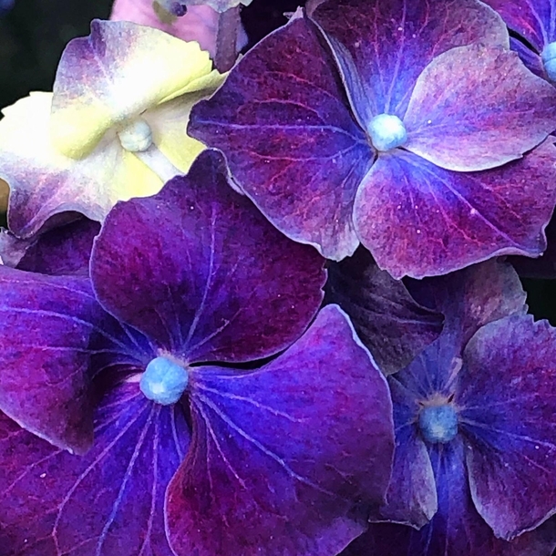 My purple hydrangeas 