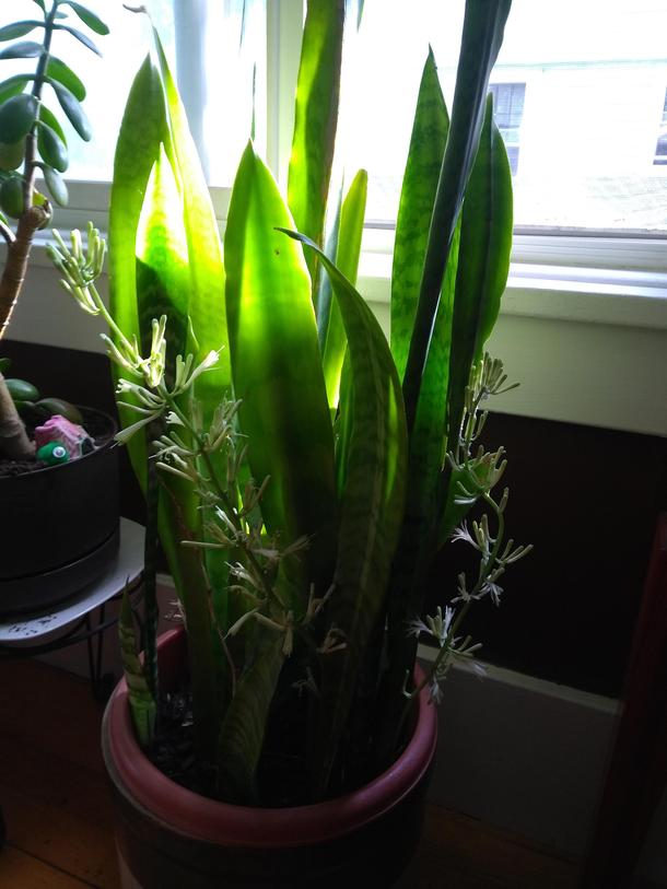 My Sansevieria Snake plant Mother-in-laws tongue is flowering Im excited and wanted to share Do I need to do anything