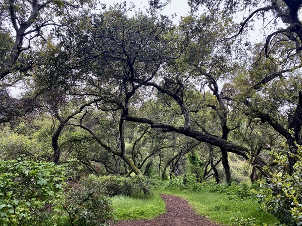My Secret Little Trail  x   - Exploring an oak woodland in So Cal just now