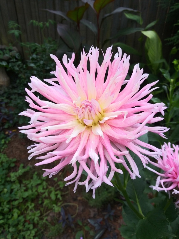 My Stars Favorite Dahlia earlier in the week before the hurricane rains that knocked it down