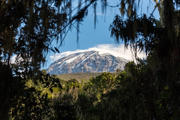 My take on the view through the trees on Kilimanjaro 