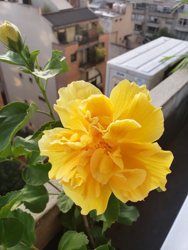 My yellow double hibiscus