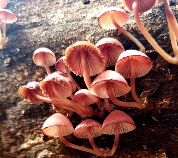 Mycology Monday mushrooms resting on a log NW Arkansas 