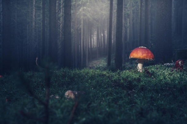 Mystical Mushroom in German Odenwald next to Siedelsbrunn