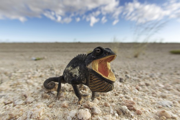 Namaqua Chameleon Chamaeleo namaquensis in a threat display in the Namib Desert Namibia 