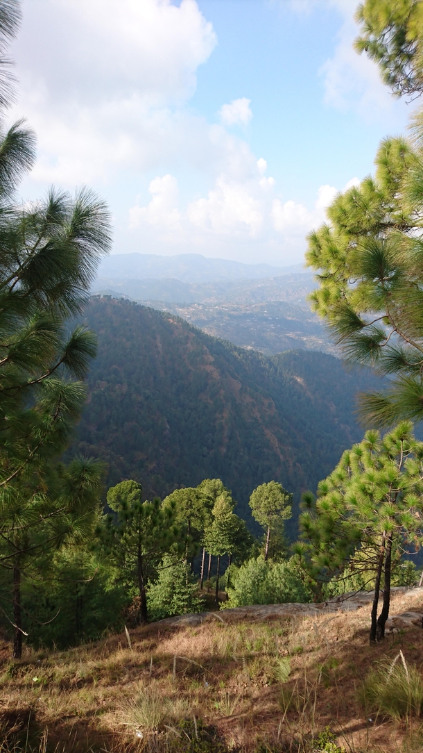 Narar forest Pakistan 