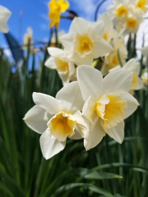 Narcissus large-cupped Ice Follies In my daffodil corner OC