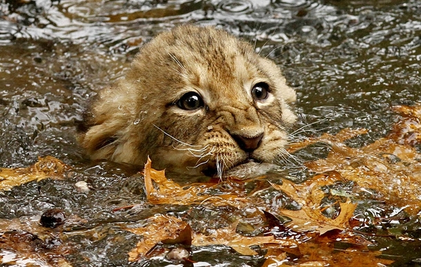 National Zoo lion Panthera leo cub swimming 
